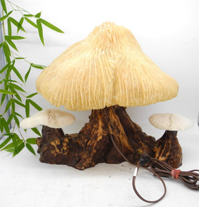 1960s  Magical Mashroom Coral Lamp With Bur Wood , Lamp, Local pick up available