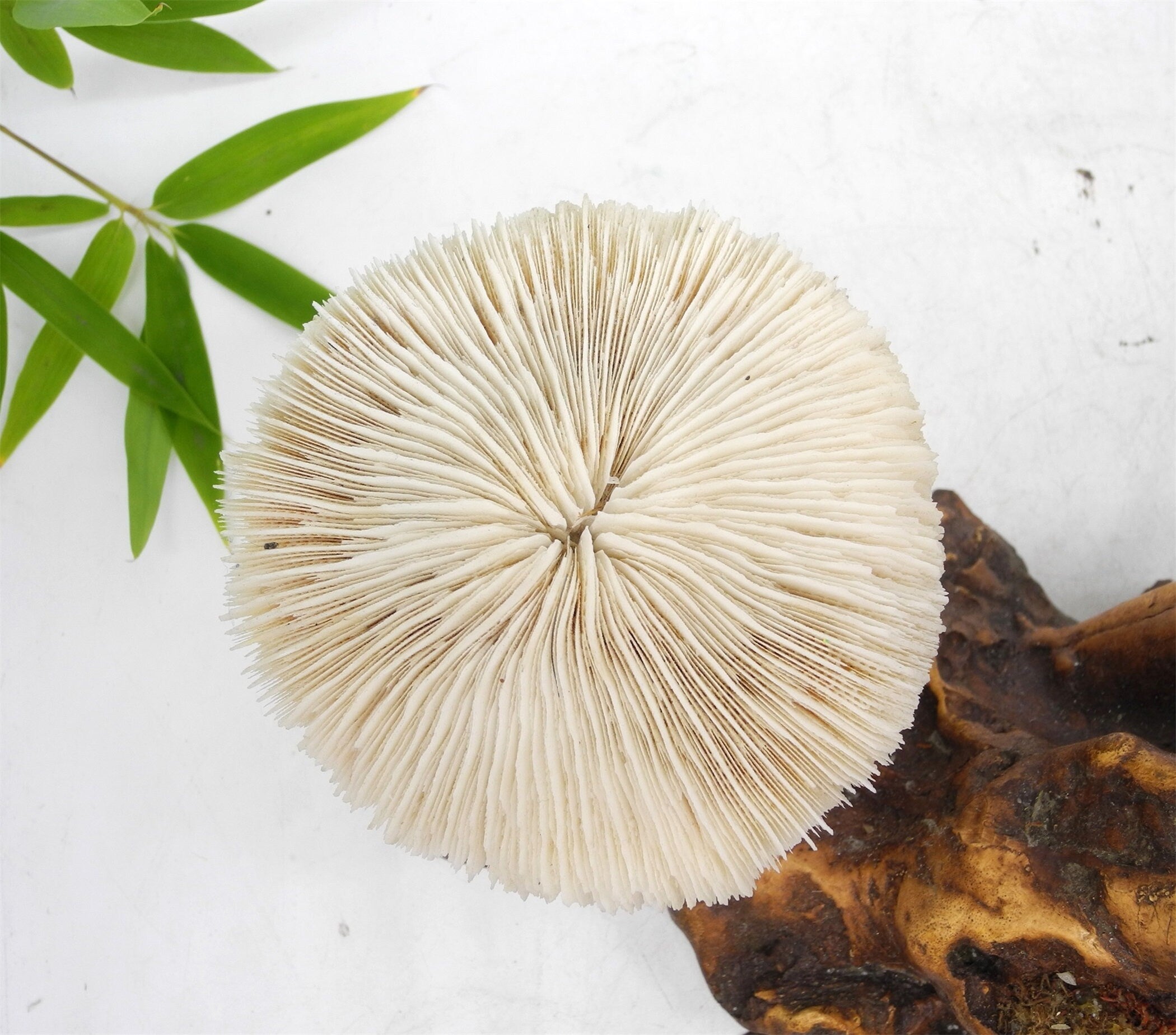 1960s  Magical Mashroom Coral Lamp With Bur Wood , Lamp, Local pick up available