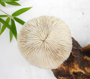 1960s  Magical Mashroom Coral Lamp With Bur Wood , Lamp, Local pick up available