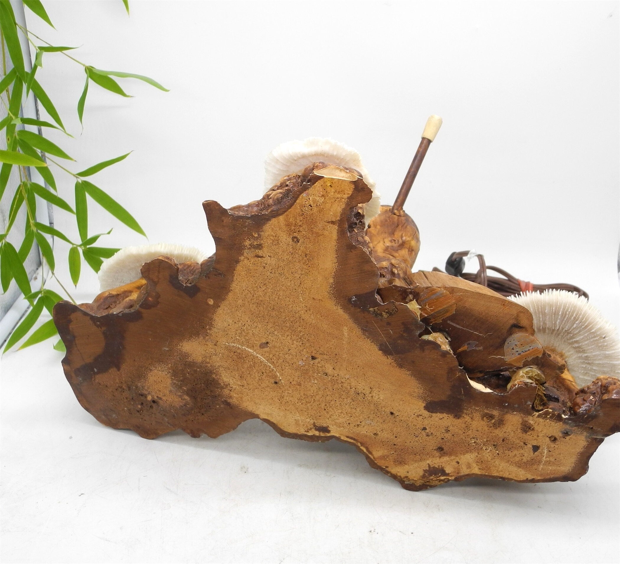 1960s  Magical Mashroom Coral Lamp With Bur Wood , Lamp, Local pick up available