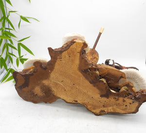 1960s  Magical Mashroom Coral Lamp With Bur Wood , Lamp, Local pick up available